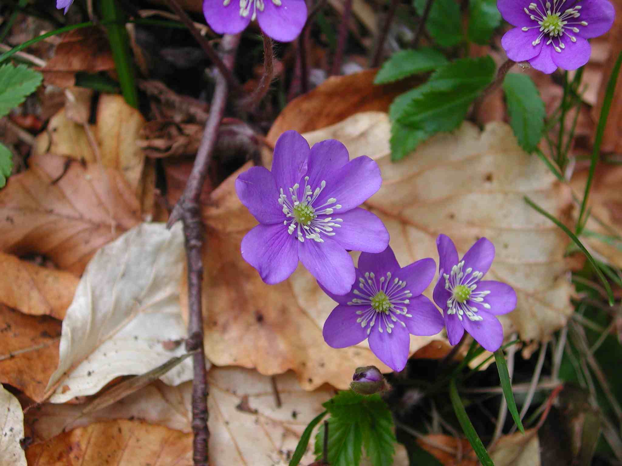 Hepatica nobilis